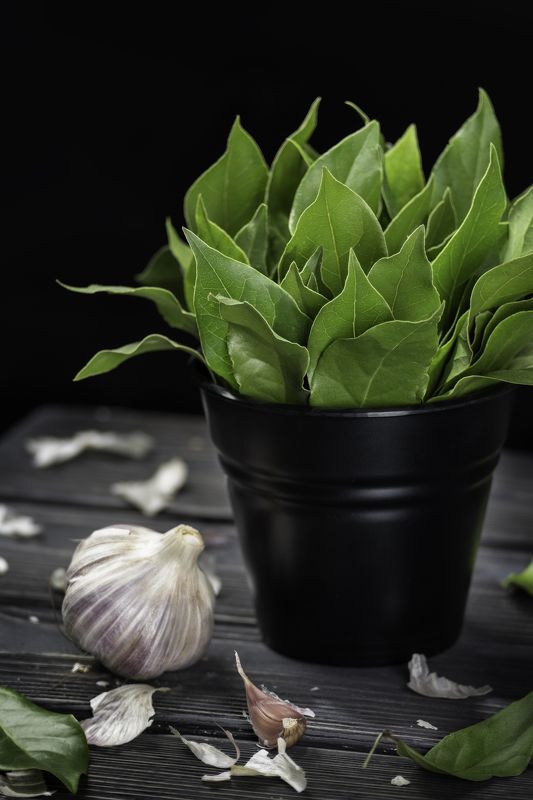 Лавровый лист, чеснок Пряный лавр фото превью