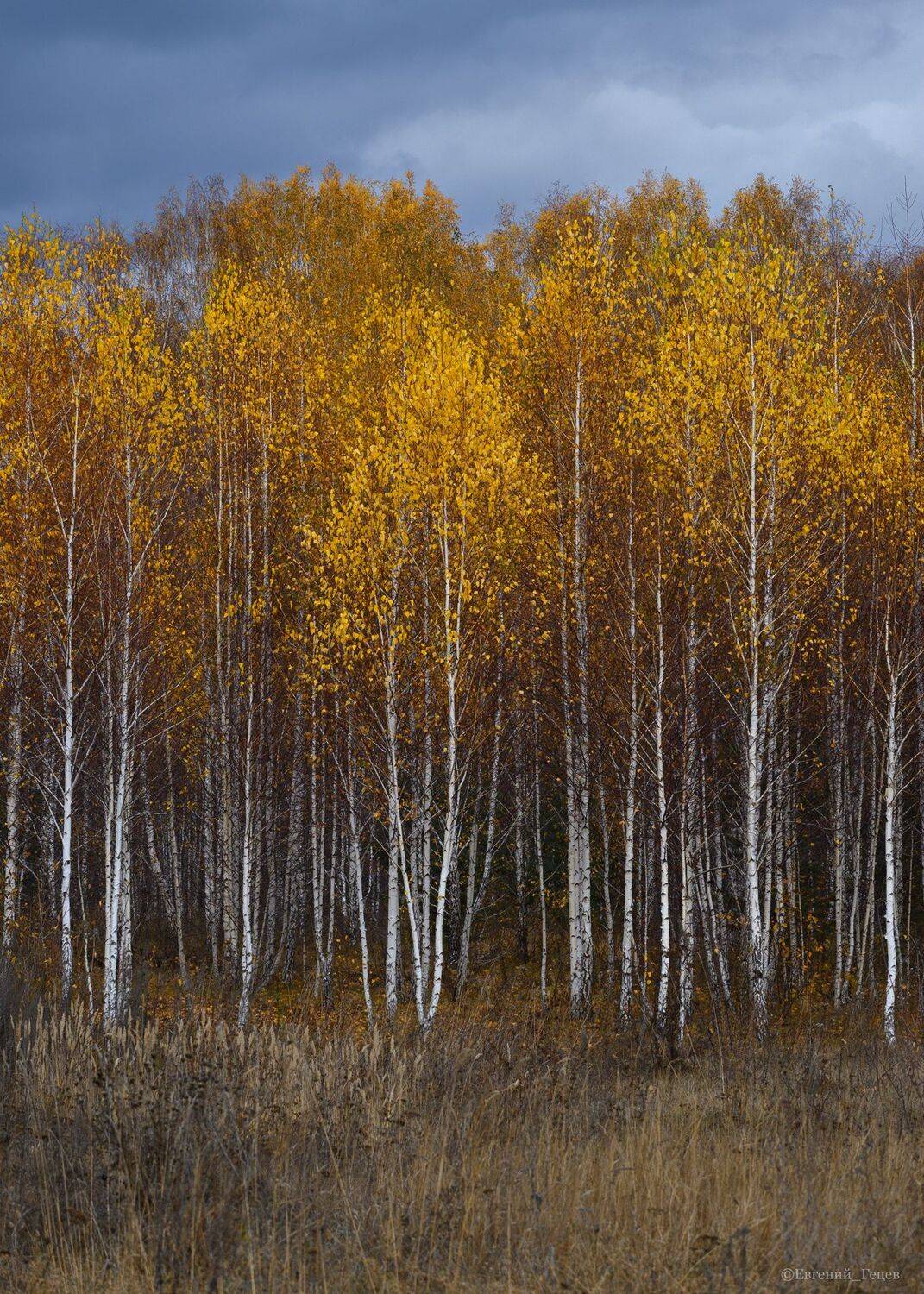 березы, пейзаж, осень, Евгений Гецев