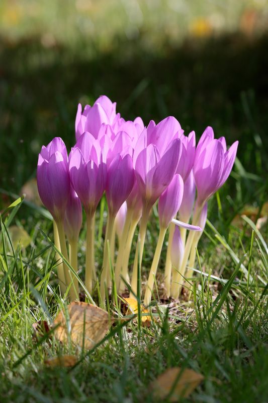 природа, цветы, растения, безвременник Безвременник осенний фото превью