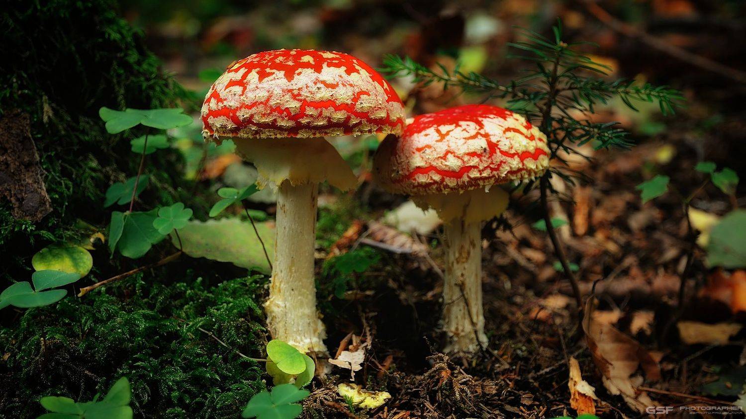 природа лес грибы мухоморы макро, Serj Master