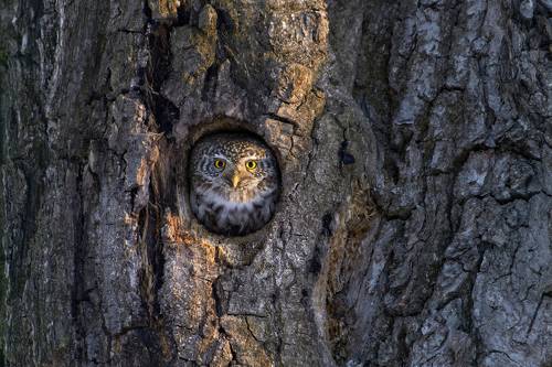 Воробьиный сыч