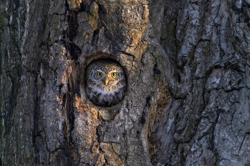 сова,сыч,сычик,воробьиный сыч,воробьиный сычик,owl,Eurasian pygmy owl,Glaucidium passerinum, Воробьиный сыч фото превью