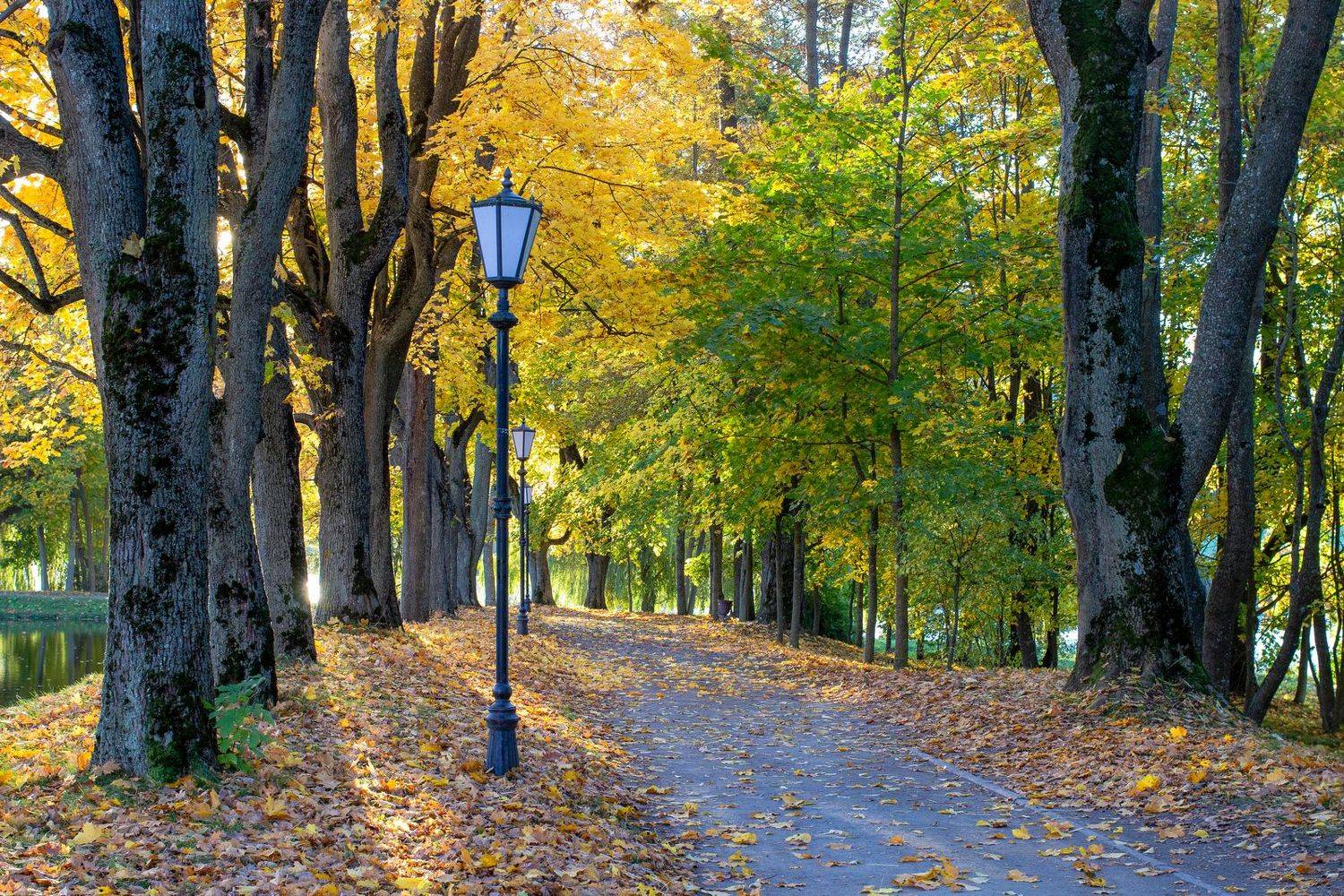 , Игорь Денисов