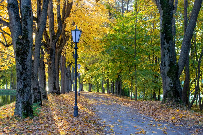 В старом парке фото превью