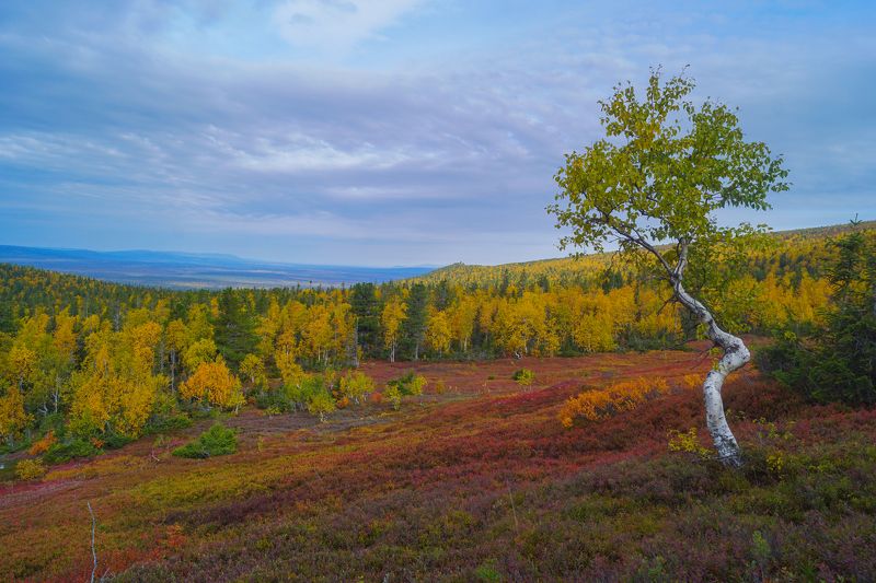 Осеннее цветение горной тундры фото превью
