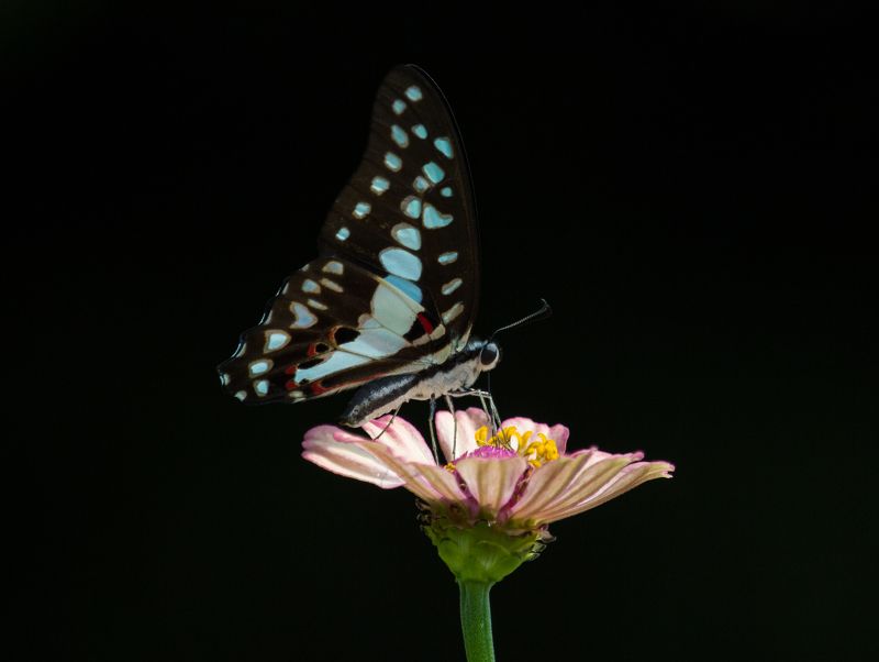 #butterfly #insect #nature #hunting #moths #photography Common Jay фото превью