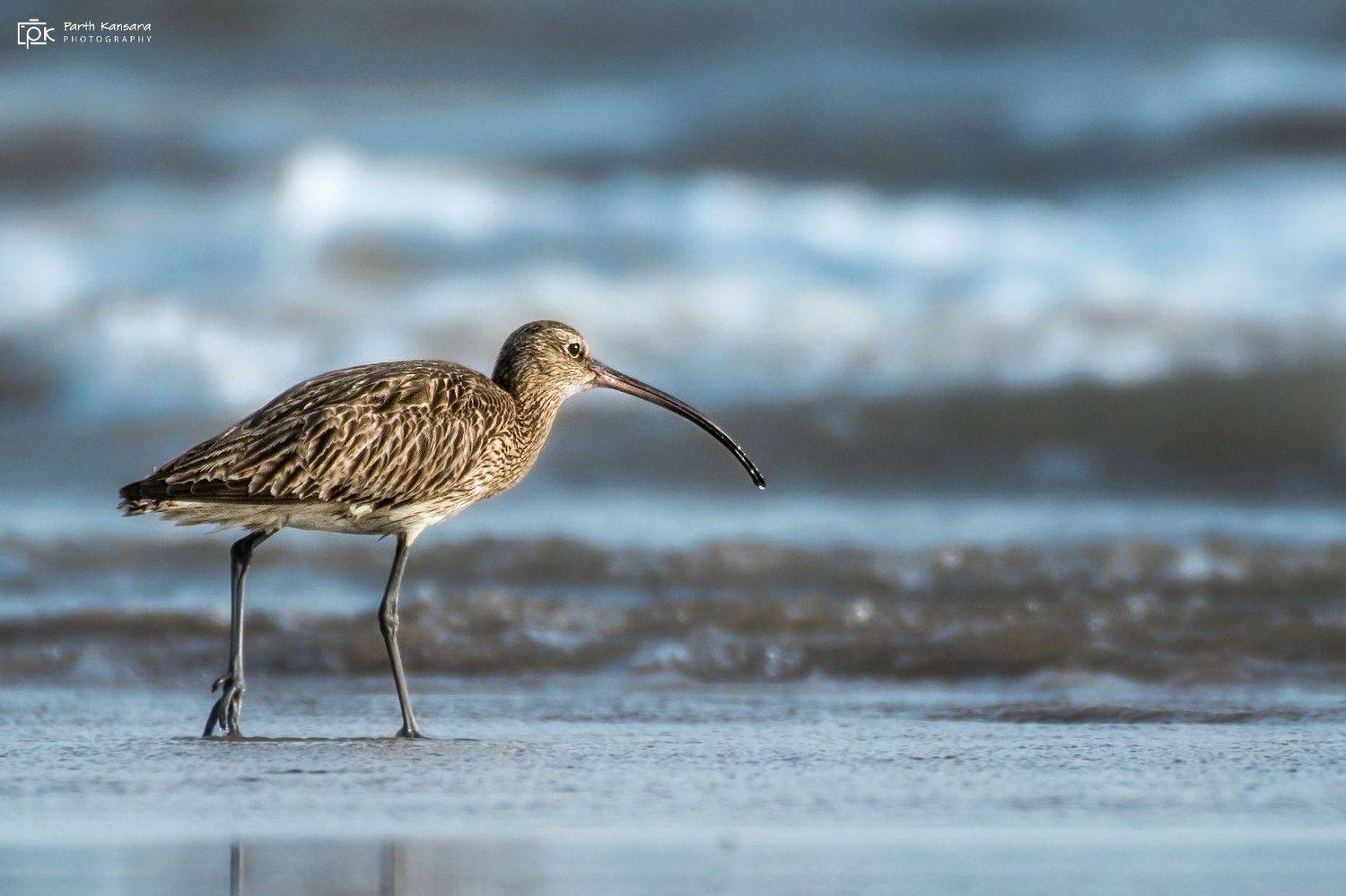 whimbrel, numenius phaeopus, grk, greater rann of kutch, nature, 35awards, 35photo, wildlife, birds, birds of india, parth kansara, parth kansara wildlife, indian wildlife, photo, photography, kutch, birds of kutch, nakhatrana, kutch wildlife,, parth kansara