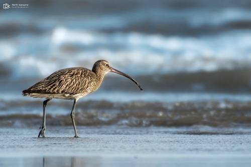 Whimbrel (Numenius phaeopus)