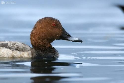 Common Pochard (Aythya ferin)