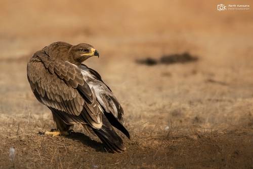 Steppe Eagle (Aquila nipalensis)