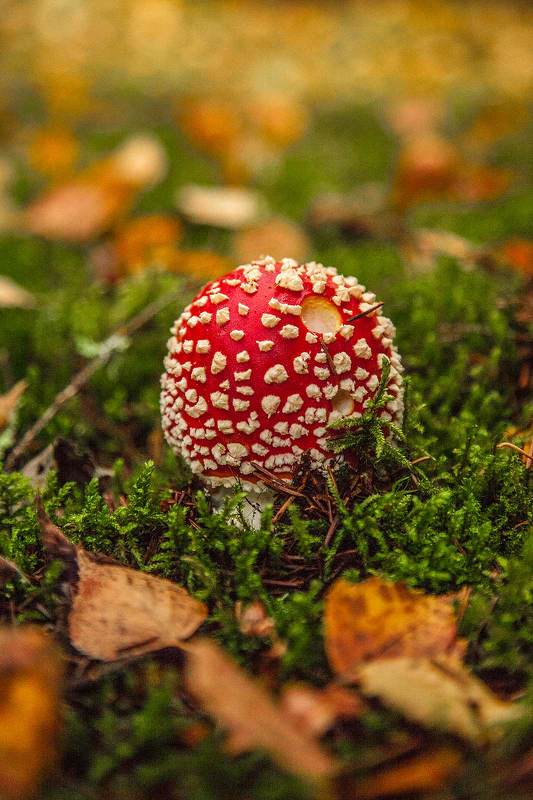 Мухомор красный (лат. Amanita muscaria) фото превью