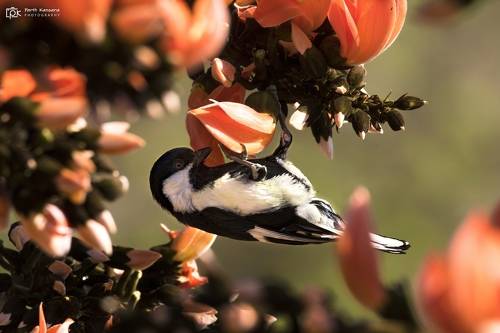White-naped Tit (Machlolophus nuchalis)
