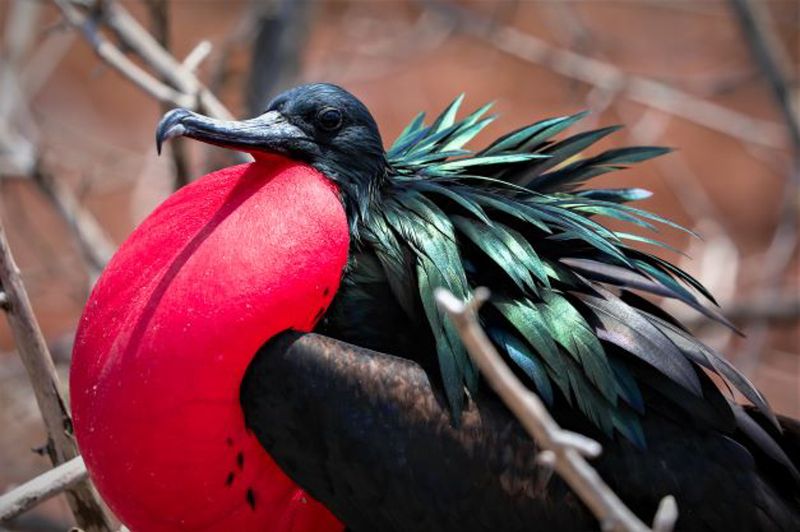 Frigatebird фото превью
