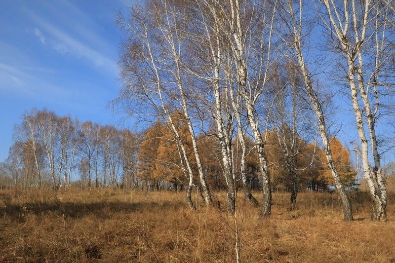 осень,сибирь,природа,деревья,осень Середина октября фото превью