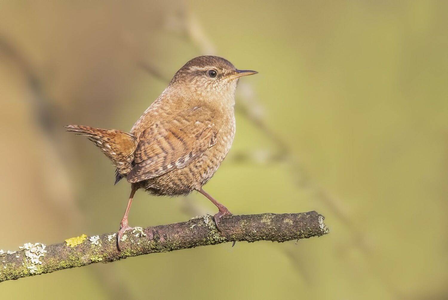 bird of prey, animal, birds, bird,  animal wildlife,  nature,  animals in the wild, eurasian wren, крапивник, птицы, птица, Елена Швыдун