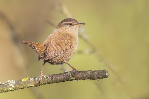 Eurasian wren