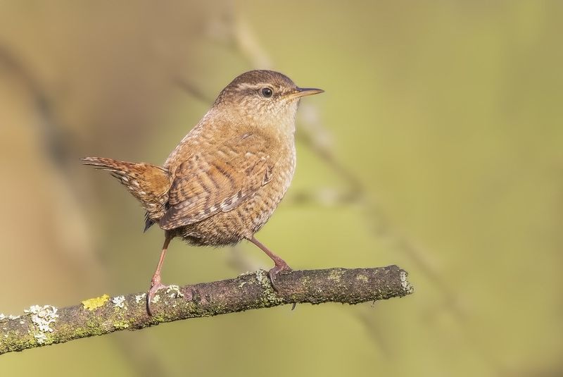 Eurasian wren фото превью