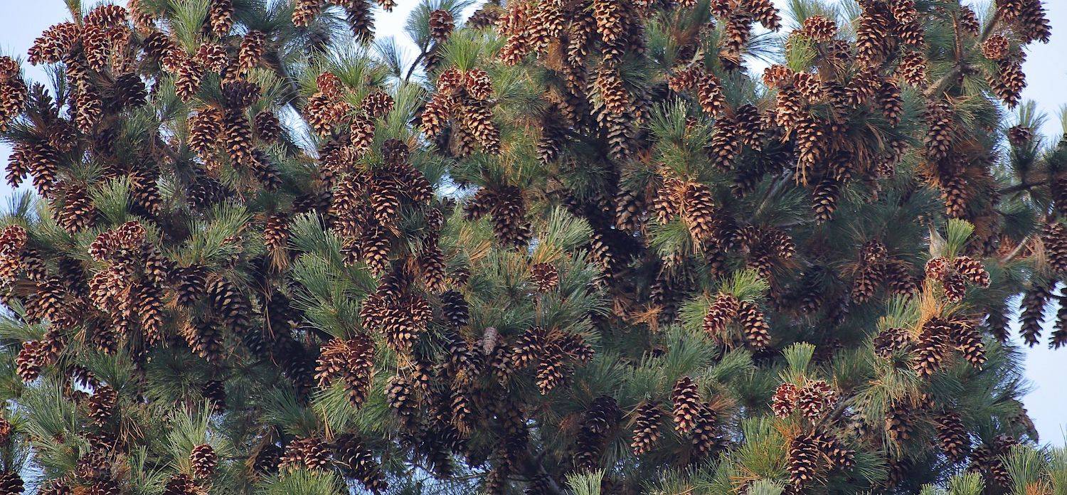 pinus peuce сосна румелийская, Александр Зорин