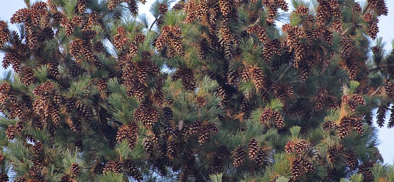 pinus peuce сосна румелийская Pinus peuce фото превью