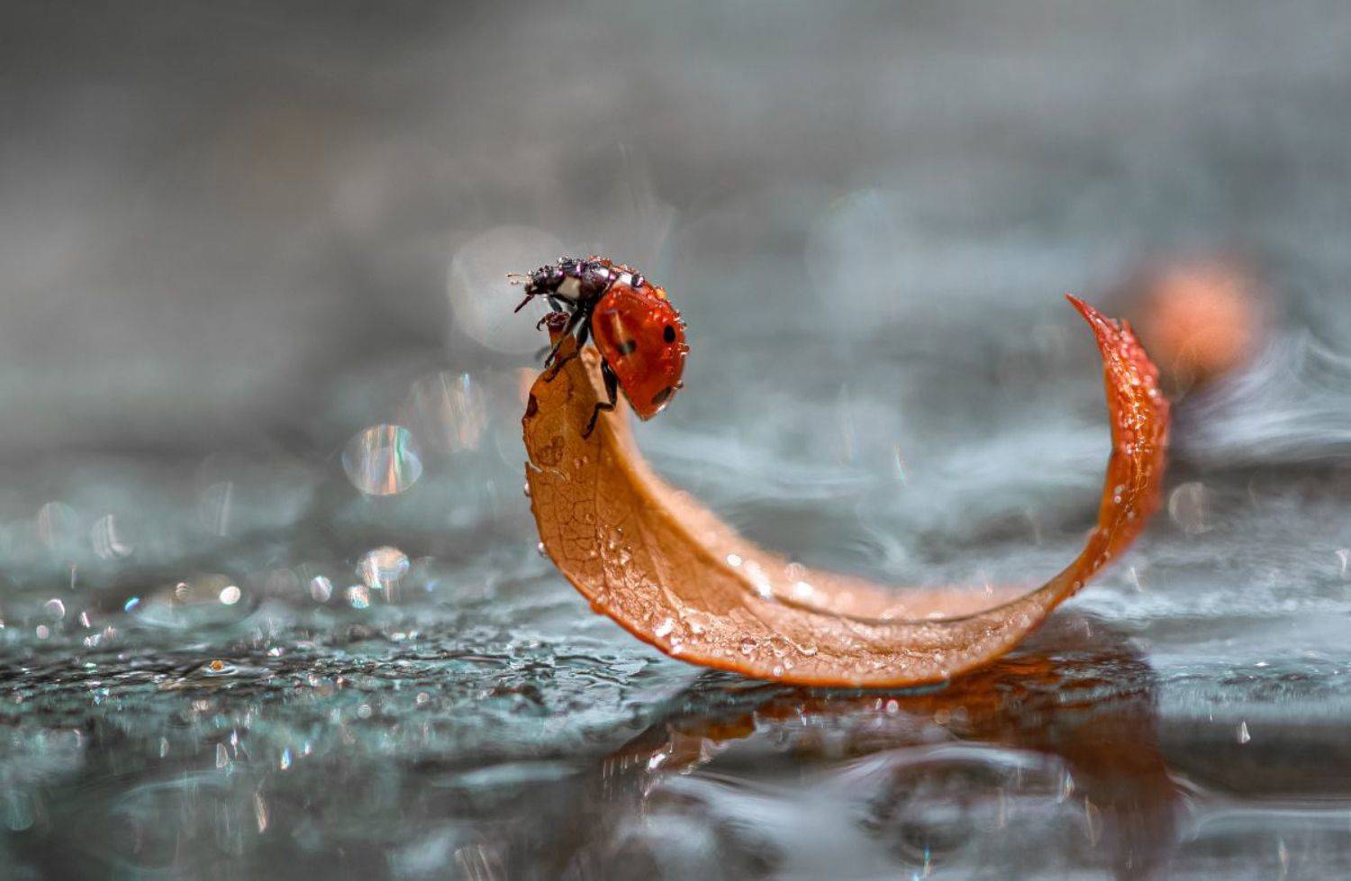 природа, макро, макропейзаж, насекомое, жук, божья коровка, капли воды, опавший лист,, Неля Рачкова