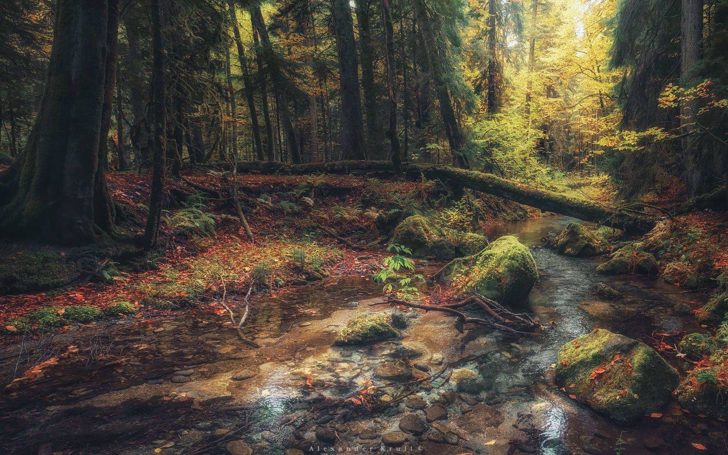 кгпбз, лес, дебри, заповедник, Круль Александр