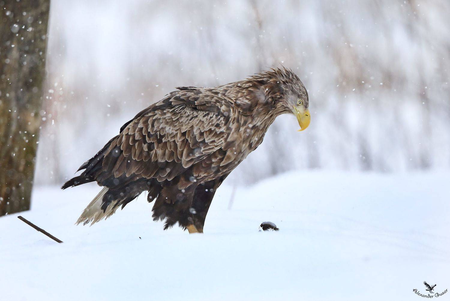 орлан, Александр Гусар