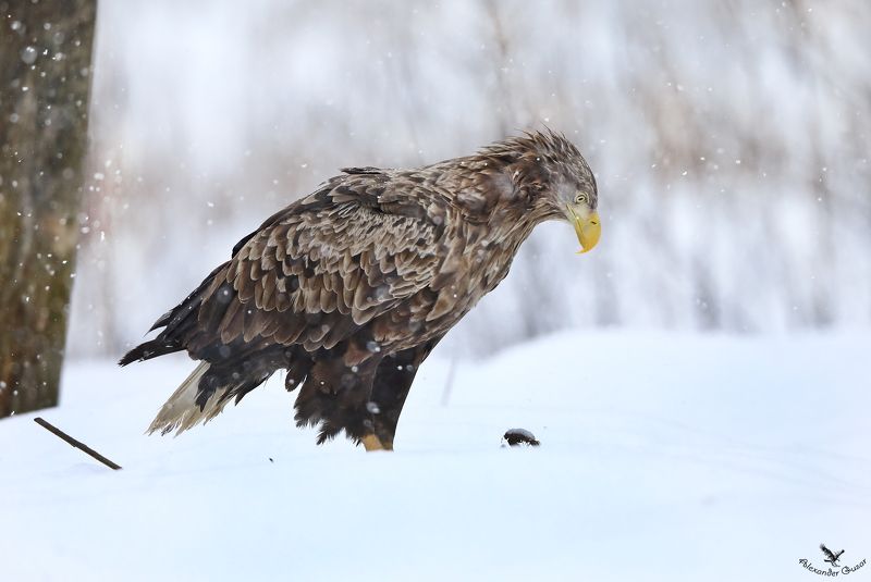орлан Задумался. фото превью