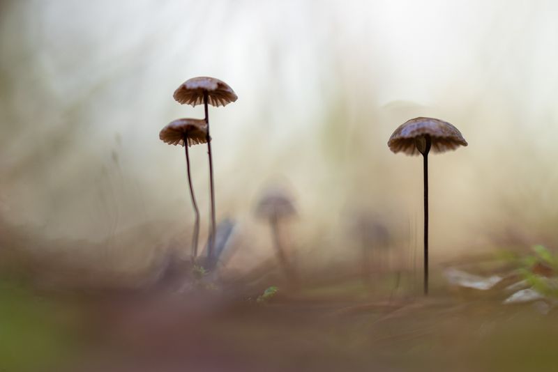 mushroom forest macro small  little mushrooms фото превью