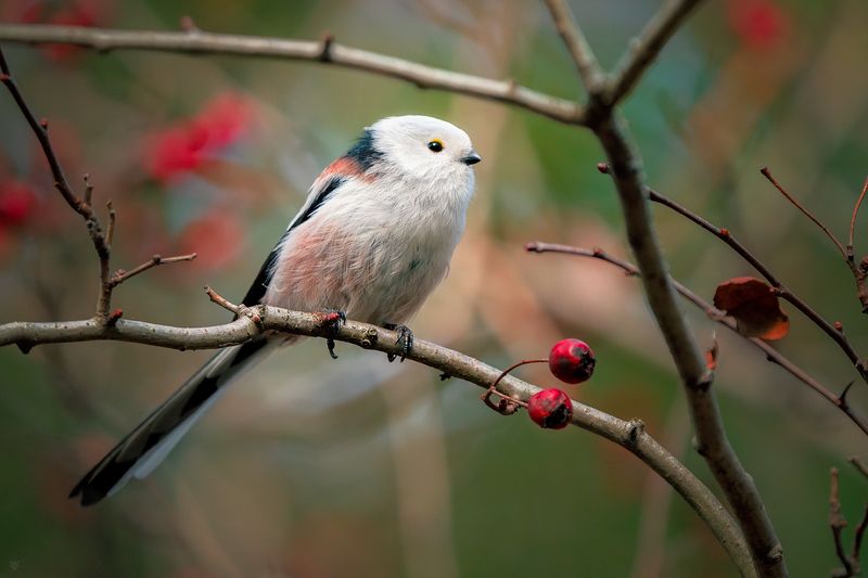 bird, wildlife, nature Long-tailed tit on hawthorn фото превью
