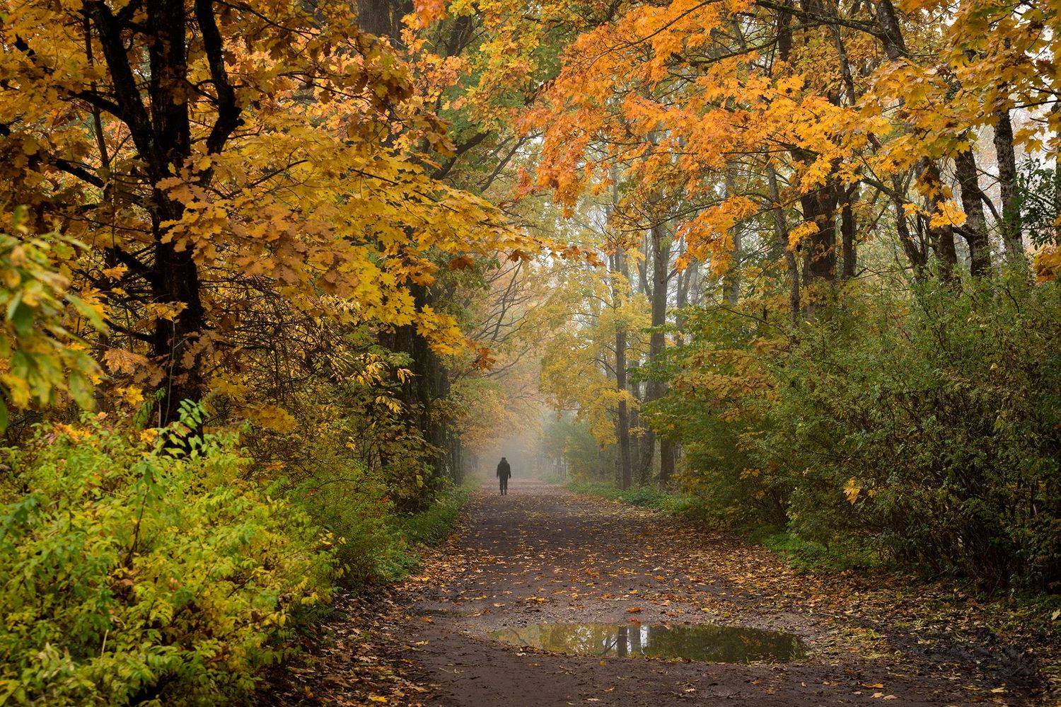 осень аллея дубы, Сергей Четвертной