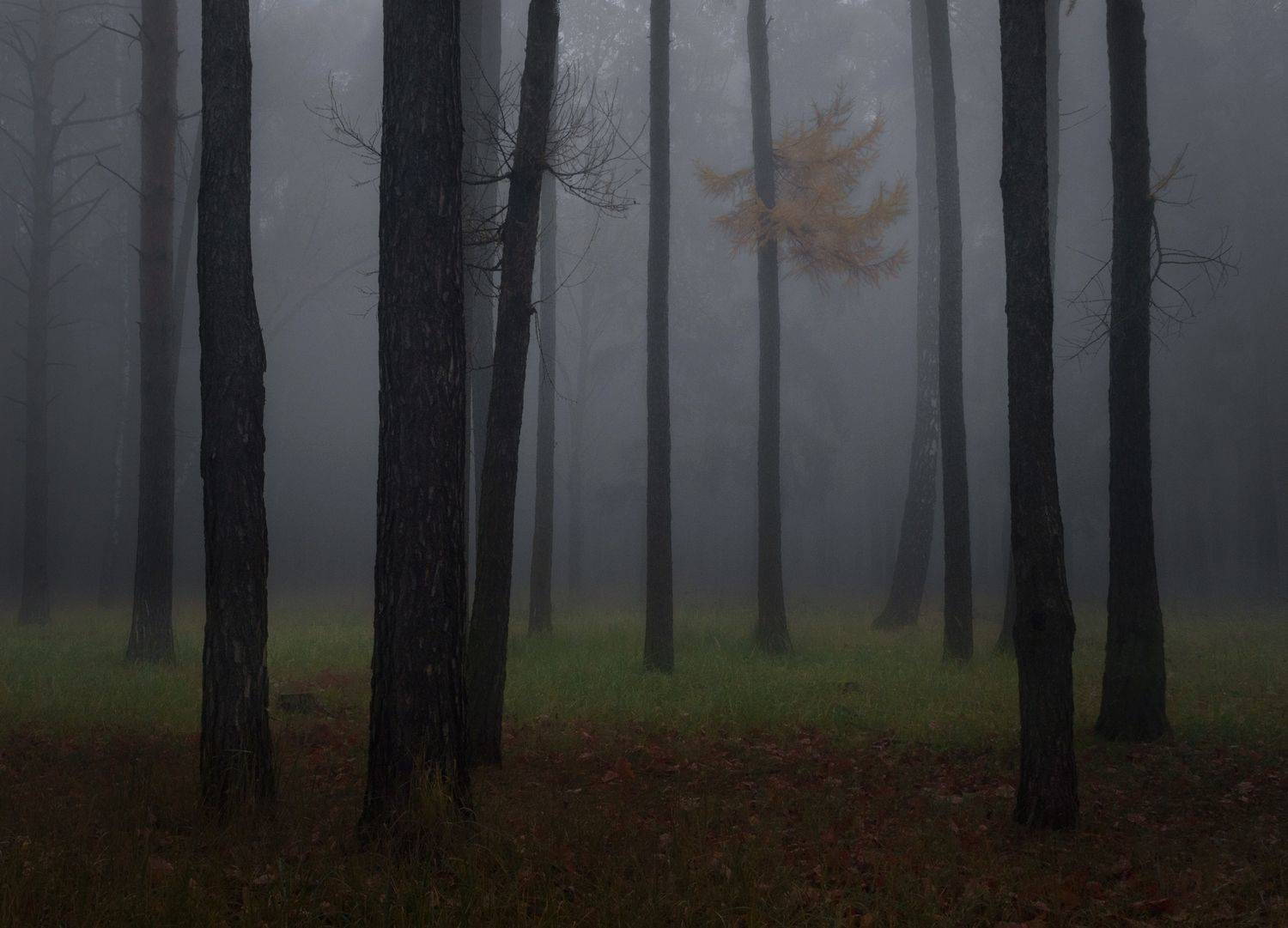 лес, свет, утро, природа, Баранов Олег