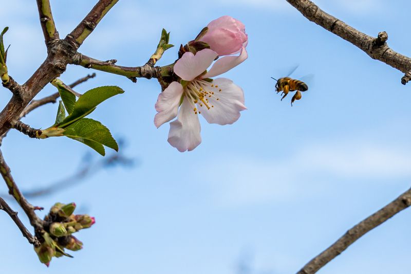 Цветущий миндаль. фото превью