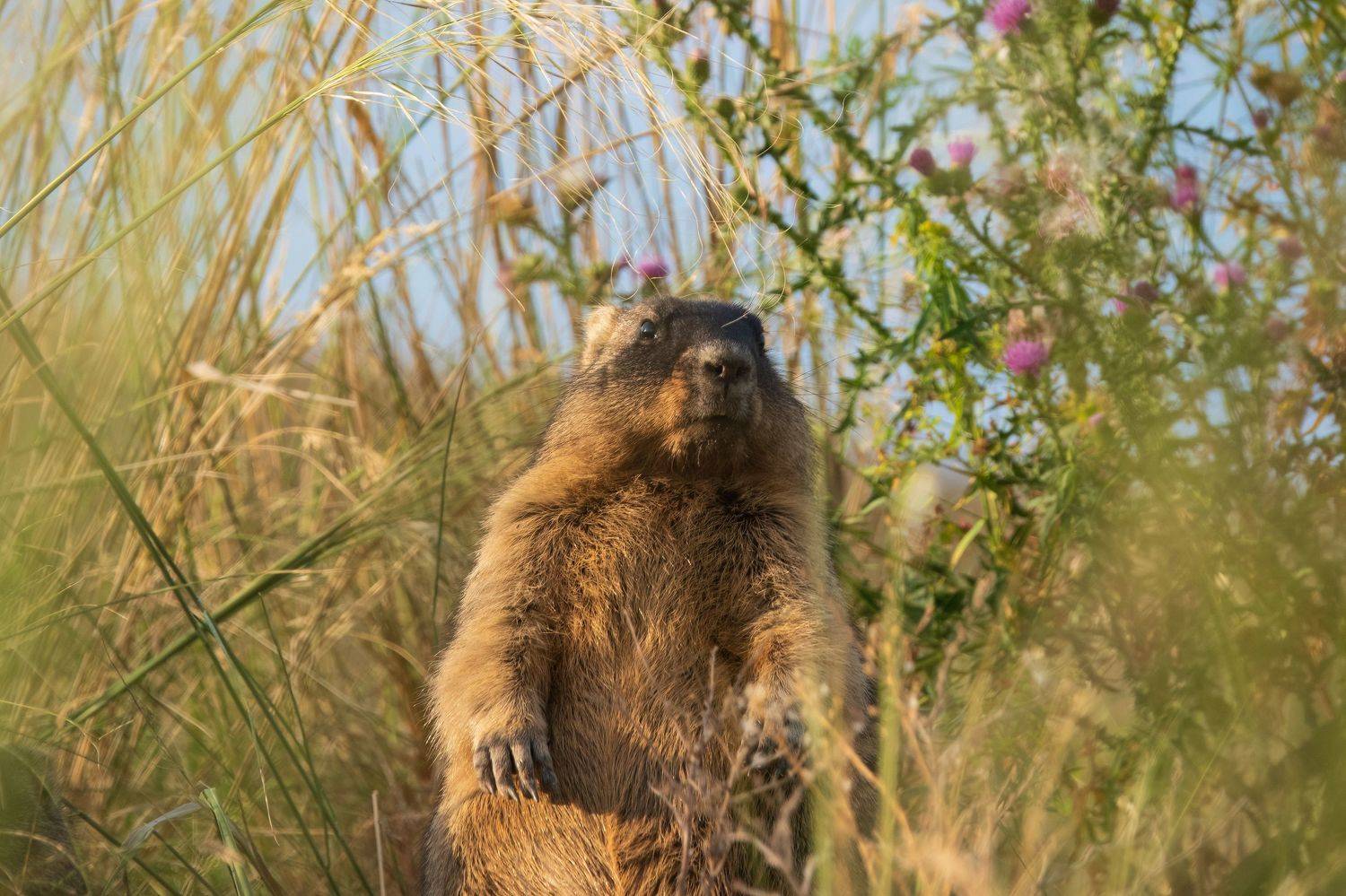 сурок, животные, млекопитающие, природа, marmot, Aleksandr Dudnikov
