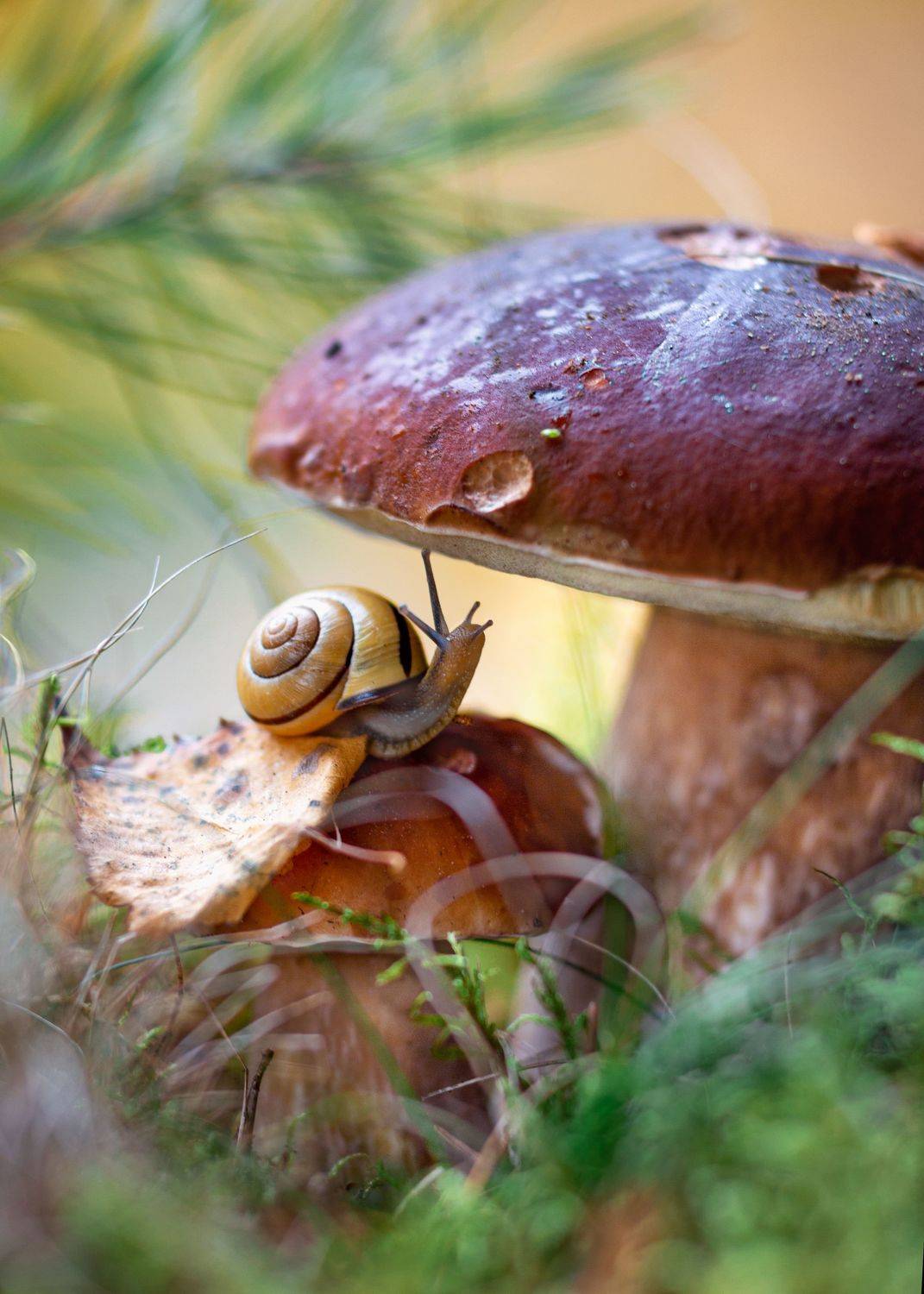 улитка,белый гриб, лес, природа,сказки осени,макро, ГОРЮКИНА ИРИНА