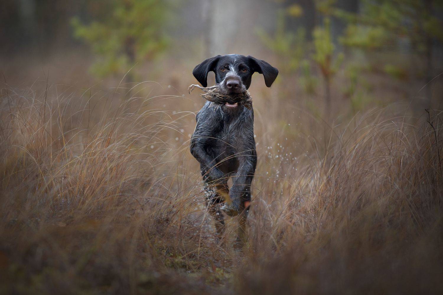, Светлана Писарева