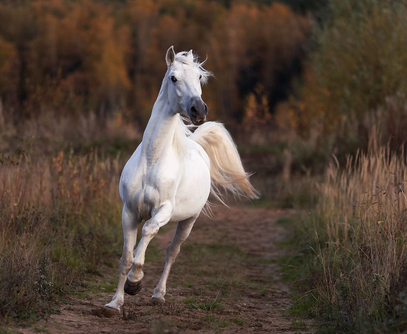 лошадь,рысак, белогривый, красавец, осень, природа, horse, beautiful, movement, autumn, nature Белогривый красавец фото превью