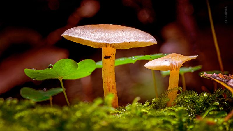 гриб, флора, тебердинский заказник, заповедник, кавказ, карачаево-черкессия, архыз, путешествие, поход, прогулка, лес, макро, туризм Грибы Тебердинского Заказника. Архыз. фото превью