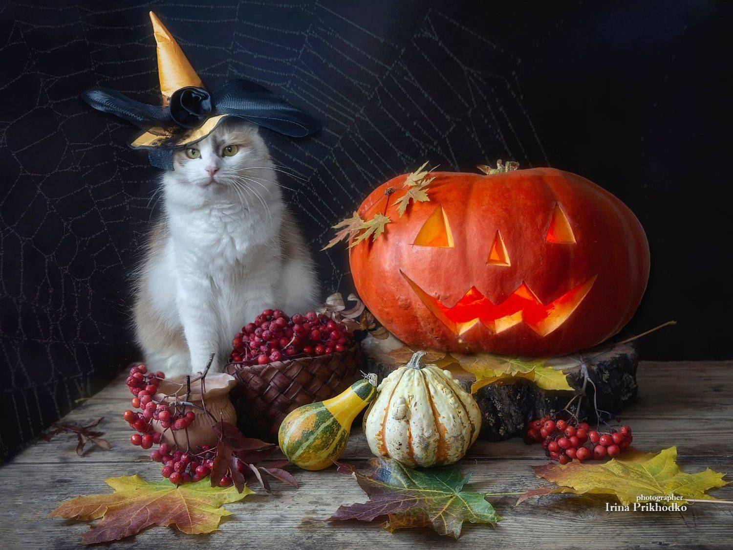 домашние животные, натюрморт, хэллоуин, овощи, осень, Приходько Ирина
