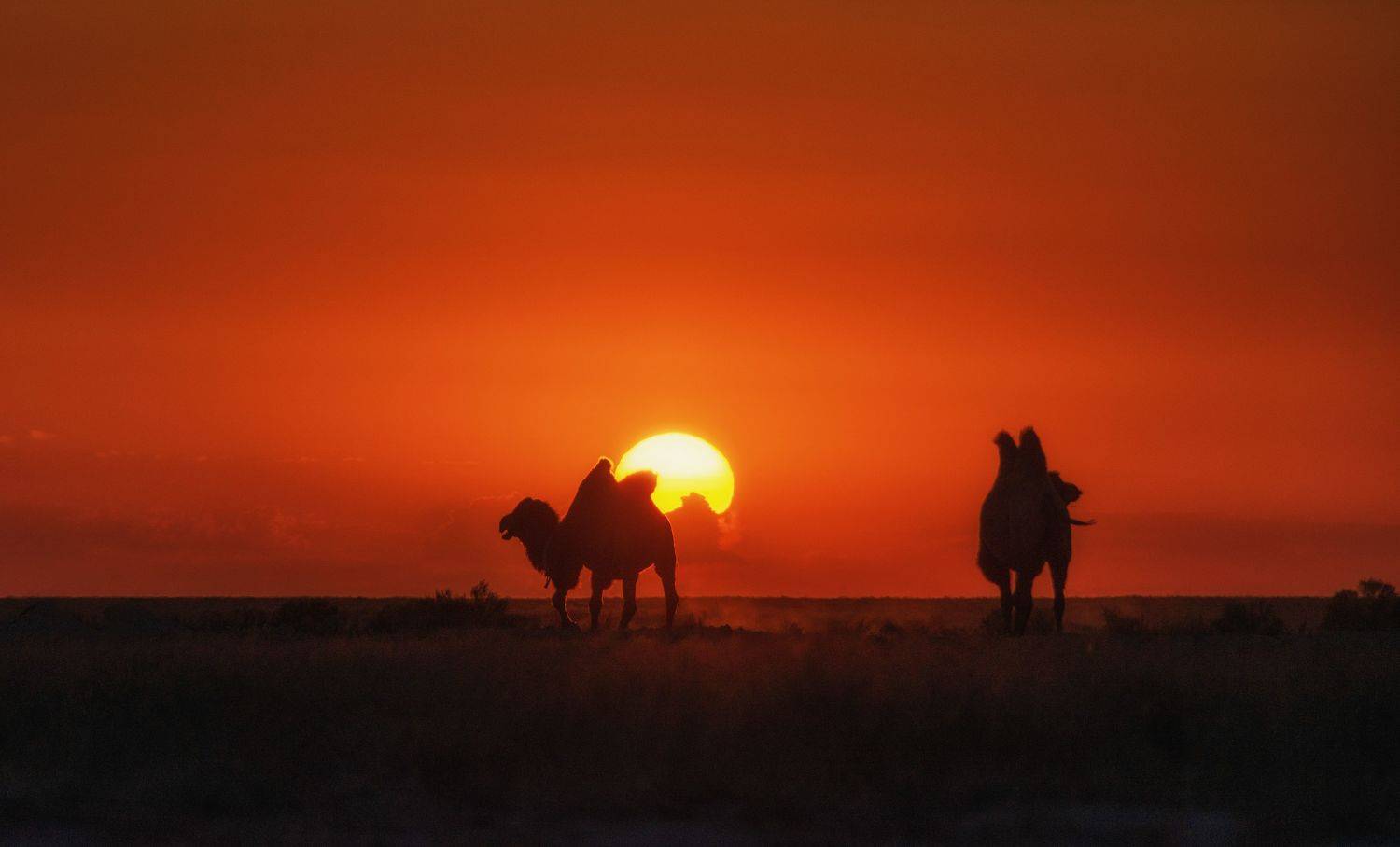 казахстан, п-ов мангистау, степь, солнце, закат, верблюды, Кетова Вера