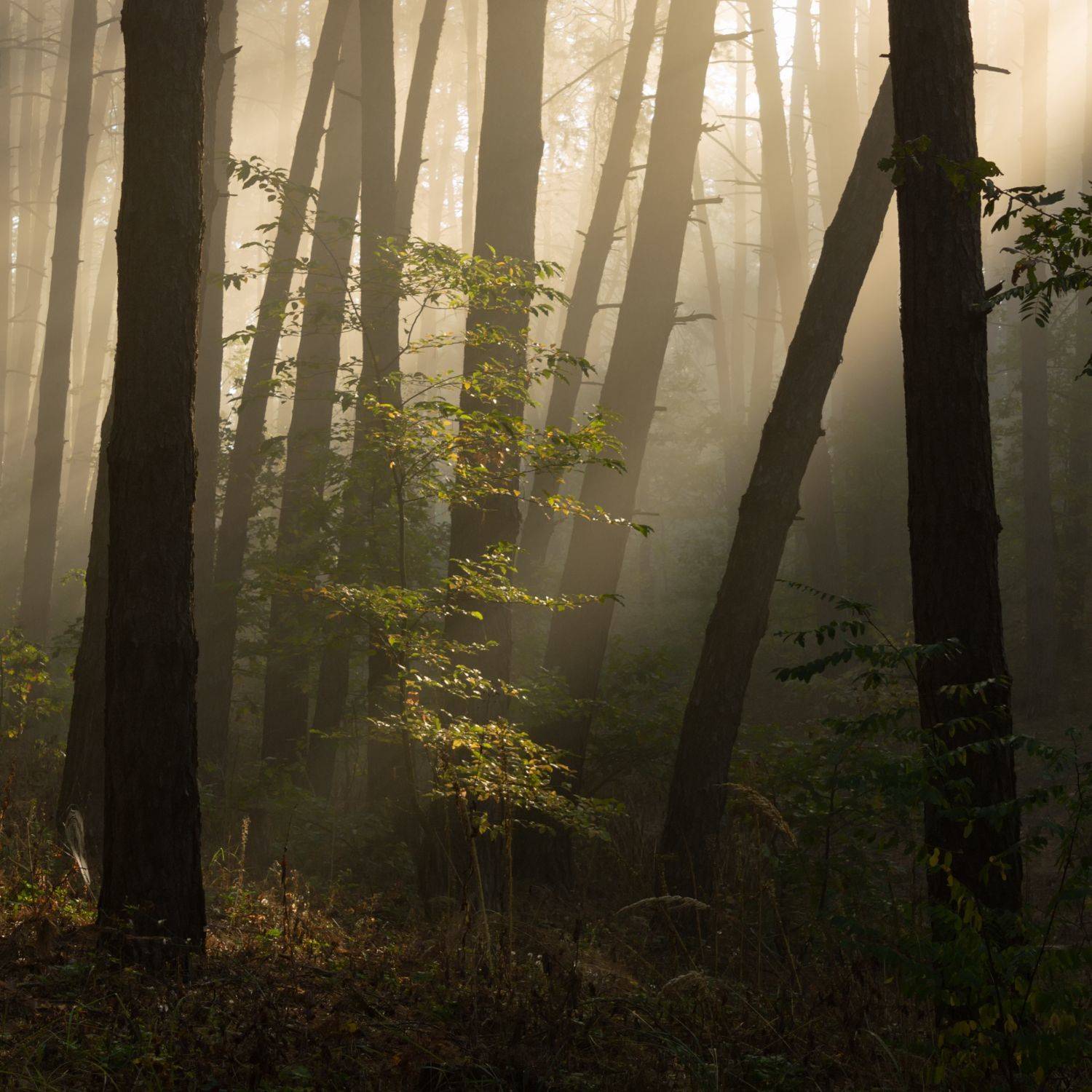 , Taurtirith Photography