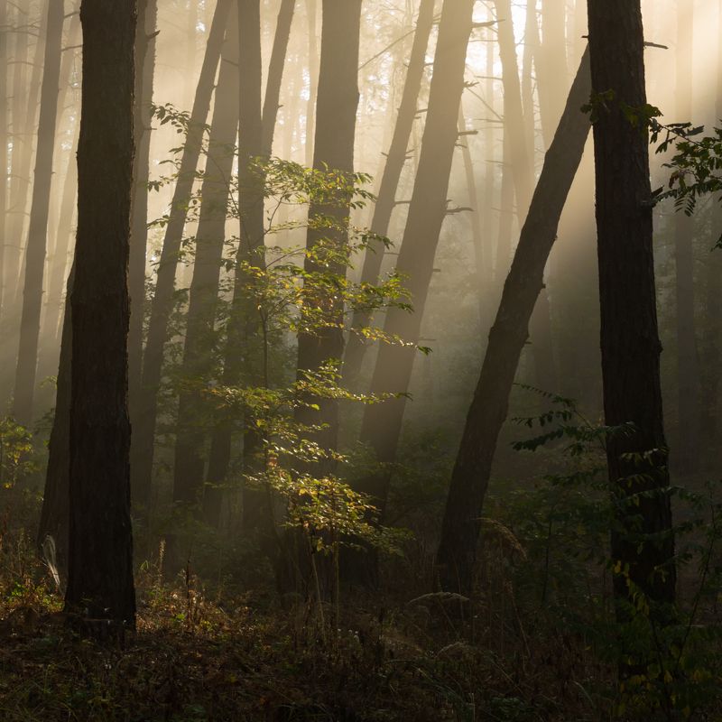 . . . фото превью