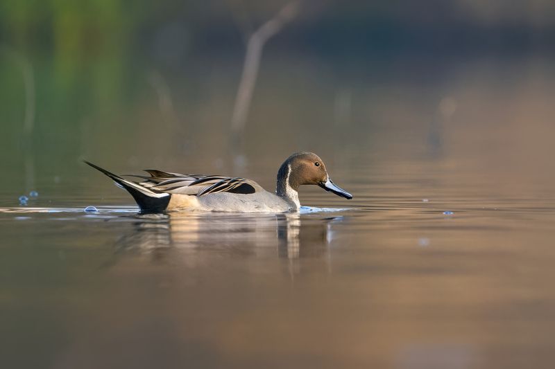 утка,шилохвость,обыкновенная шилохвость,шилохвостка,шилень,duck,northern pintail,pintail,Anas acuta, Шилохвость фото превью