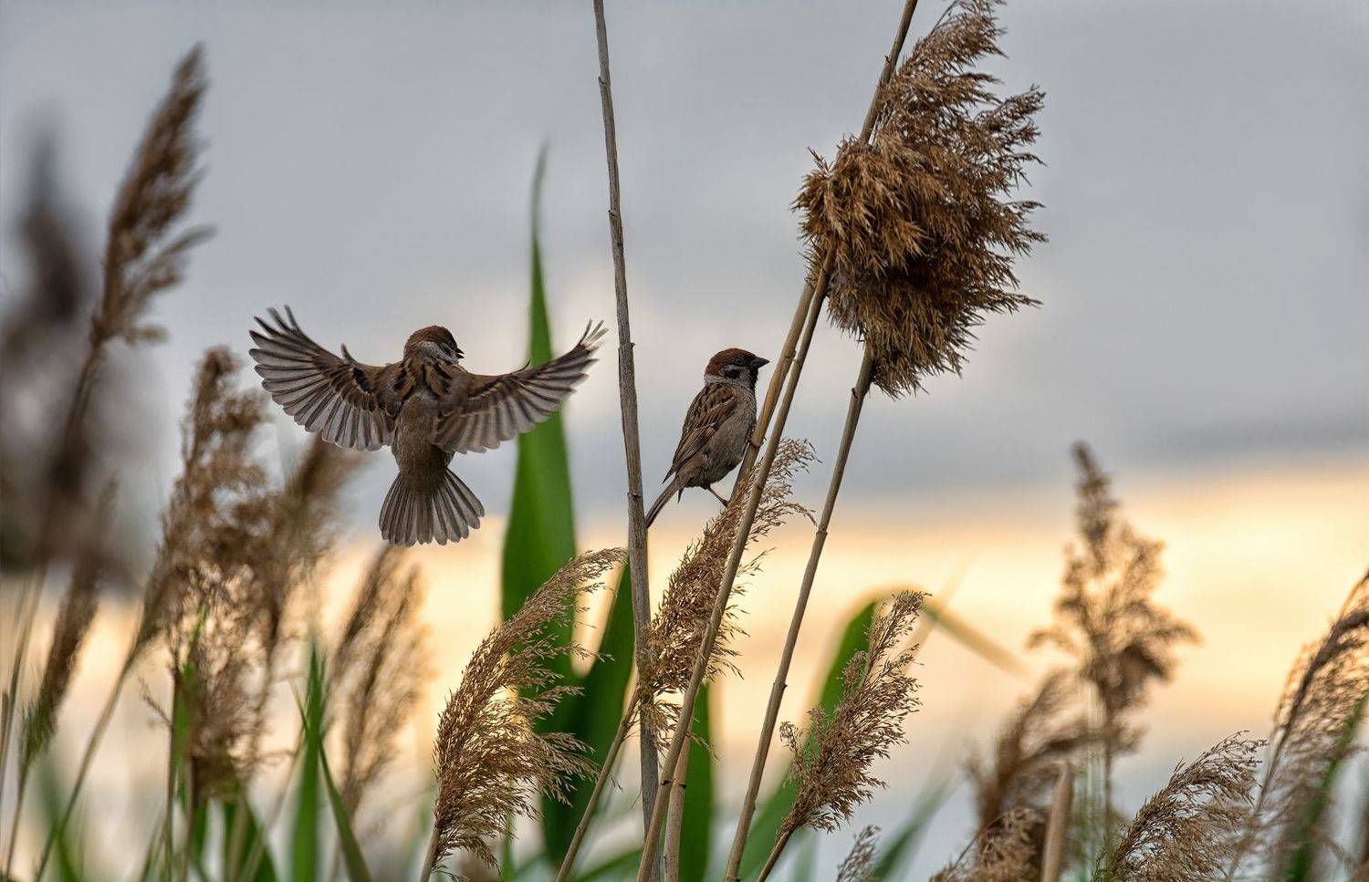 птицы, полевой воробей, солнце,, Марина Мочалова