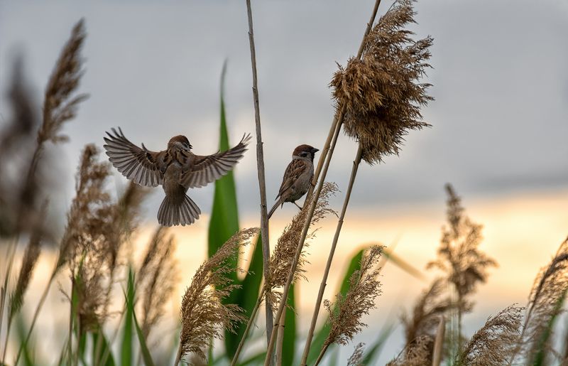 птицы, полевой воробей, солнце, полевые воробушки.. фото превью