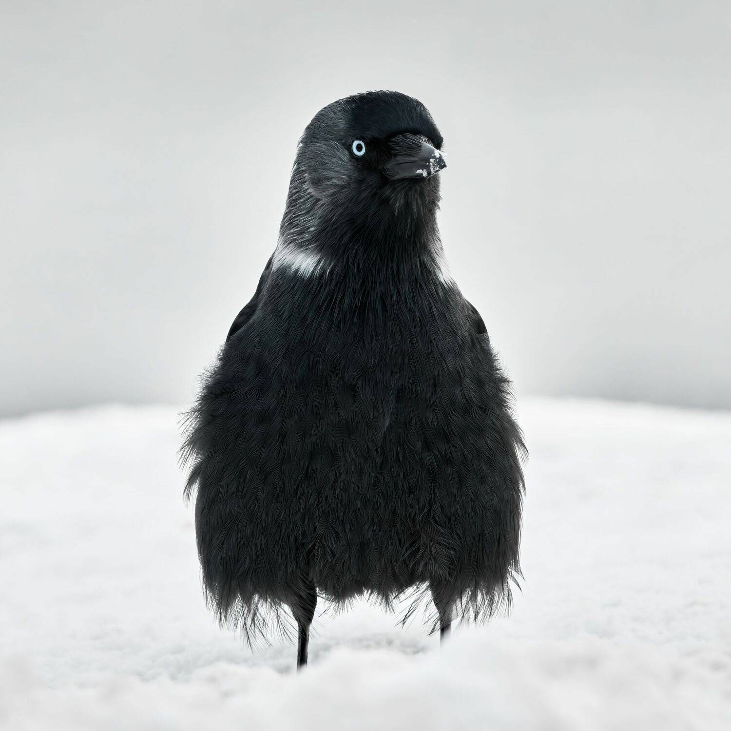 #bird #wildlife #nature #birdphotography, Александр Семенов