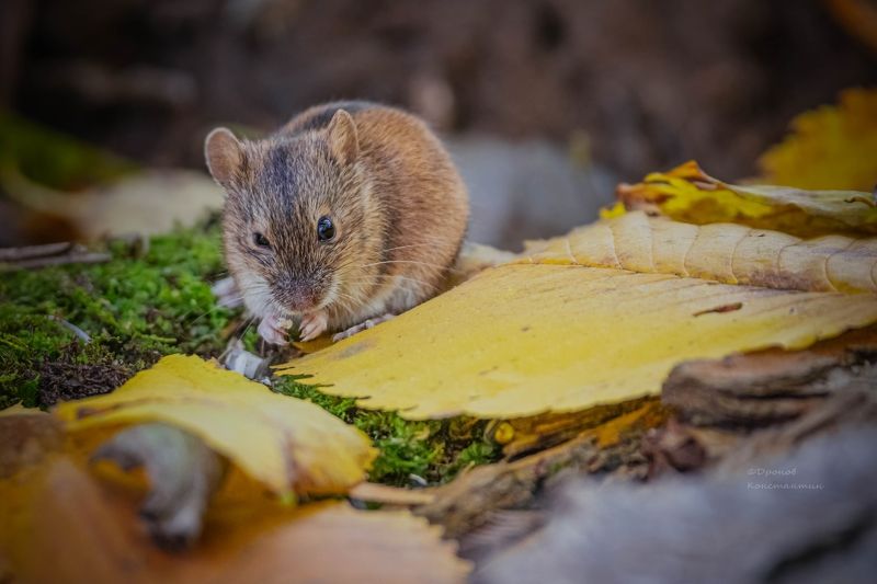 мыши, фотоохота, животные Хитрюга фото превью