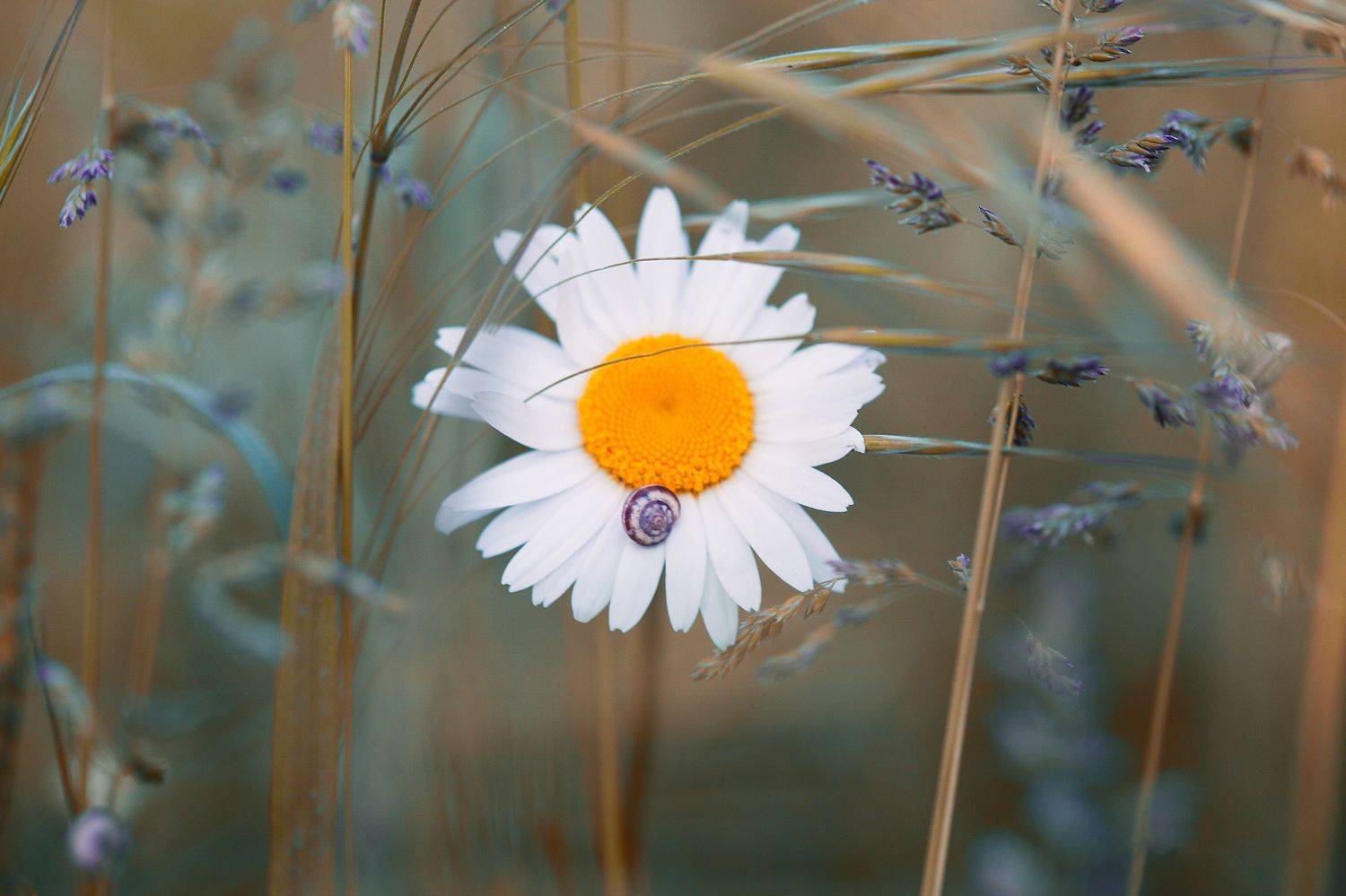 , Александр Замятин