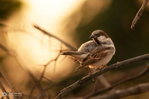 House Sparrow (Passer domesticus)