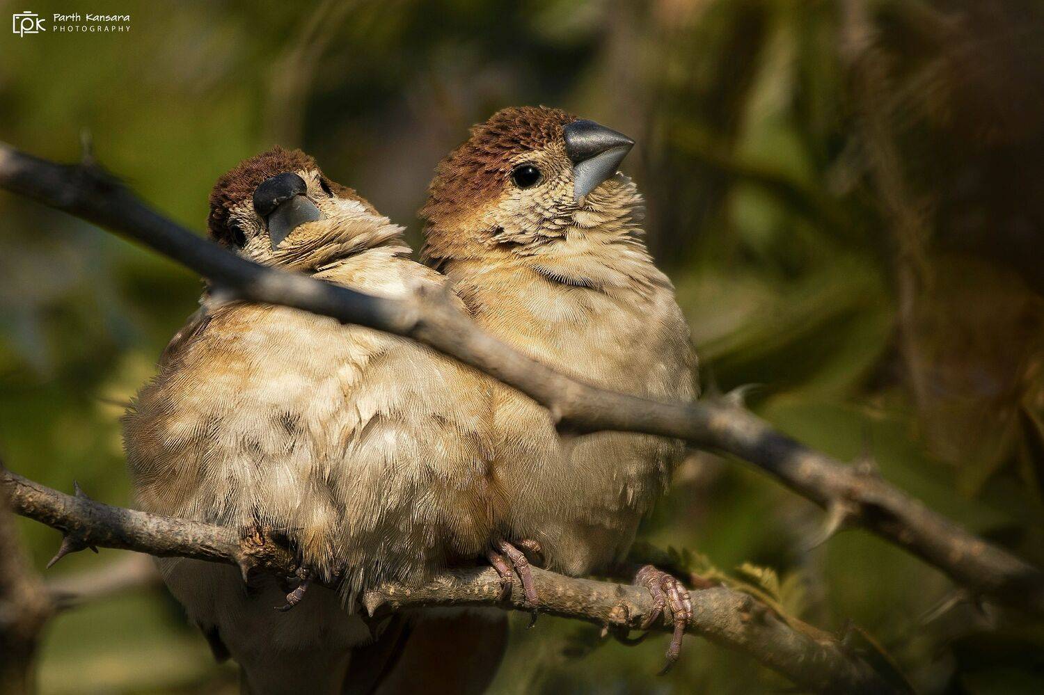 indian silverbill, euodice malabarica, grk, greater rann of kutch, nature, 35awards, 35photo, wildlife, birds, birds of india, parth kansara, parth kansara wildlife, indian wildlife, photo, photography, kutch, birds of kutch, nakhatrana, kutch wildlife,, parth kansara