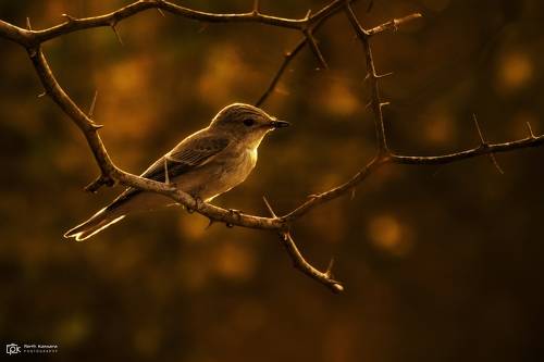 Spotted Flycatcher (Muscicapa striata)